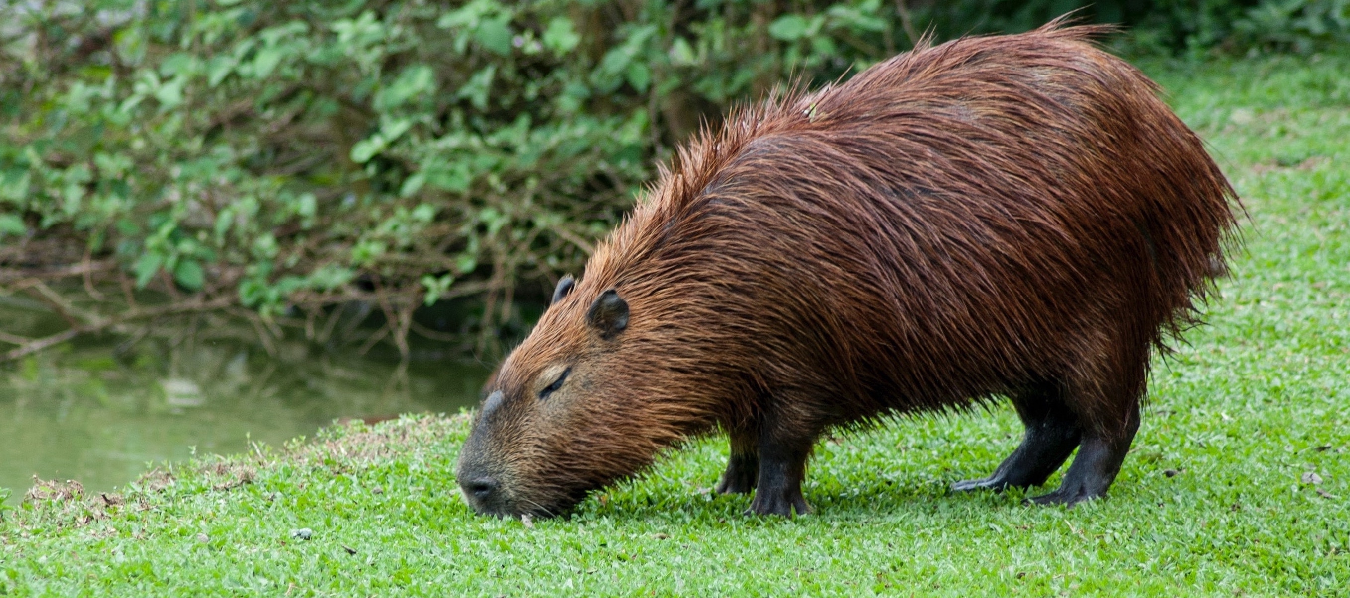 capybara eatting