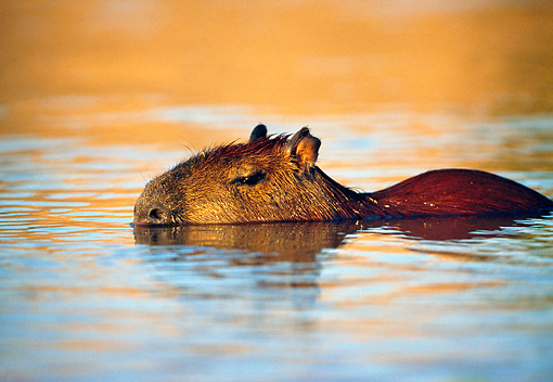 Capybara swimming at sunset