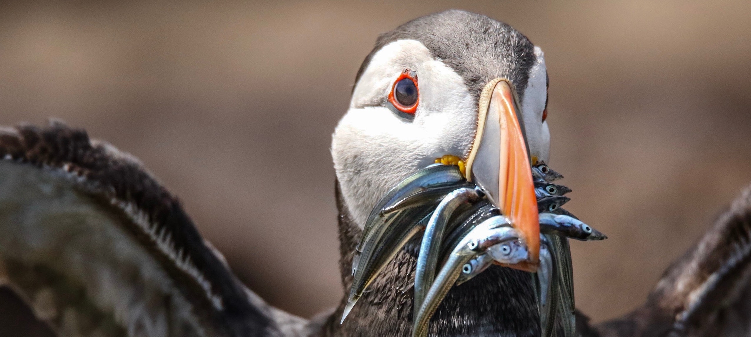 image of puffin