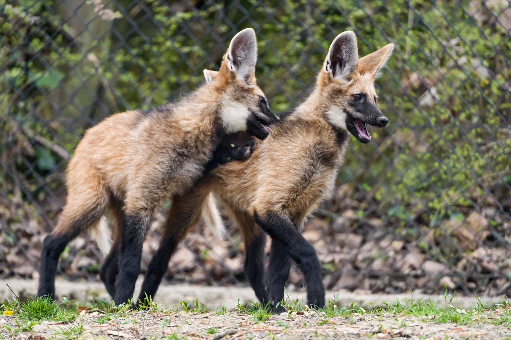 Young wolf plays with his friend